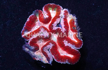Brain Open Red :: 28987