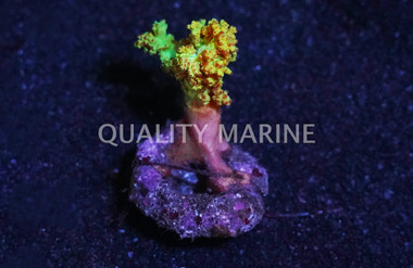 Tree Yellow, Nano :: 51578