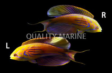 Madagascar Flasher Wrasse, Male Super :: 33925