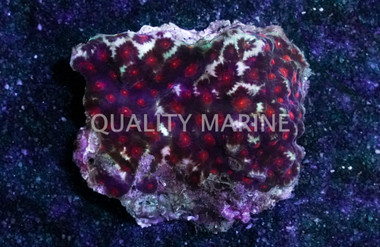 Brain Red Eye w/Dark Red Rim :: 53372