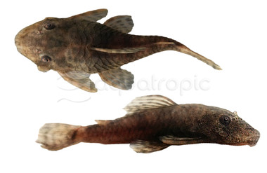 Cucuta Bristlenose Plecostomus :: 48155