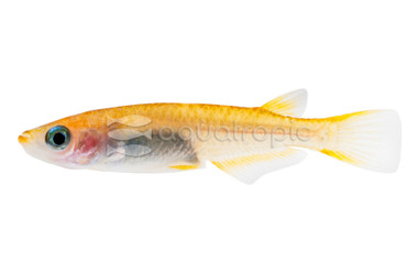 Orange Medaka Rice Fish :: 76447
