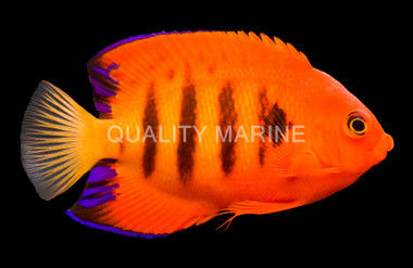 Flame Angelfish - Christmas Islands :: 10191