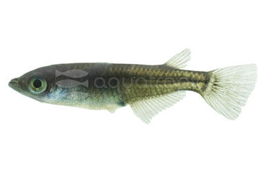 Black Medaka Rice Fish :: 59863