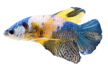 Plakat Tiger Koi  Betta, Male :: 84245