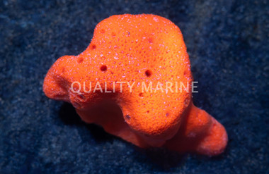 Red Ball Sponge :: 58002