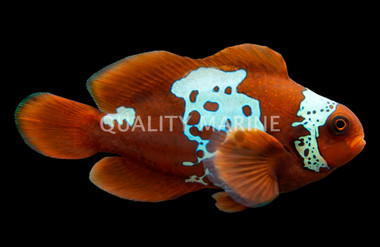 Maroon Clownfish, Lightning, Bali Aquarich :: 14220