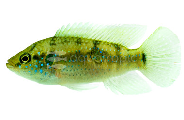 Jewel African Cichlid :: 18320