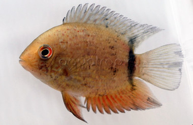Red Spot Turquoise Severum :: 18319