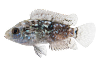 Jack Dempsey Electric Blue Cichlid :: 18330