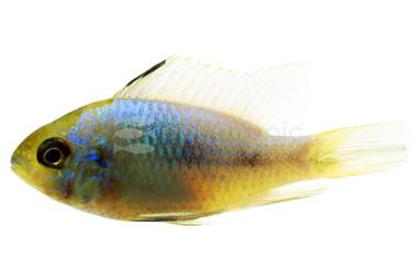 Ram, Blue Electric Cichlid :: 18339