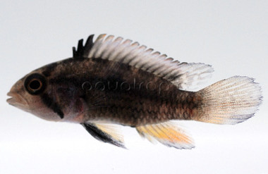 Dwarf Norberti :: 18354