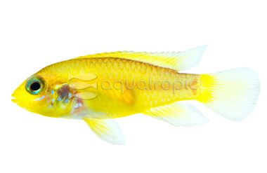 Golden Dwarf Agassizii Cichlid :: 18366
