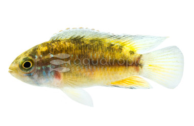Dwarf Goldeneye :: 18370