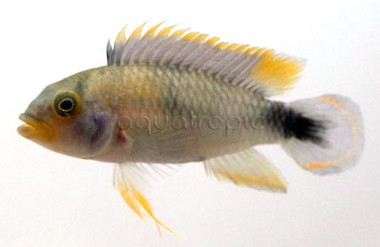 Dwarf Panduro :: 18368