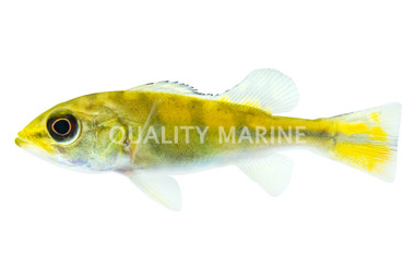 Peacock Bass - Kelberi :: 18371