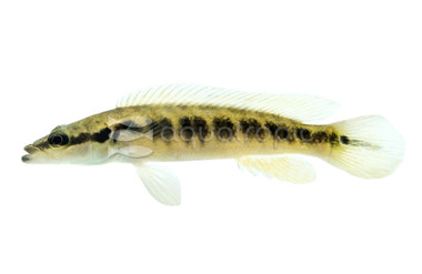 Pike :: 18395