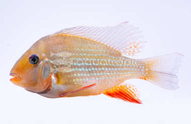 Eartheater Threadfin Heckelii Red (A+ grade) :: 18393