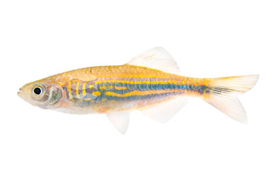 Malabar Danio :: 22018