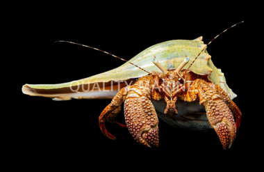 Giant Red Leg Hermit Crab :: 52553