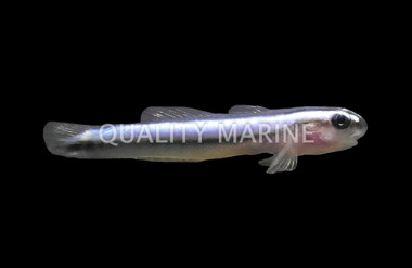 Brazilian Neon Blue Goby :: 18745