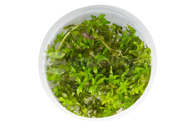 Rotala rotundifolia "RED" Cup AT :: 64037