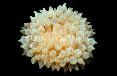 Snowflake Bulb Anemone :: 50095