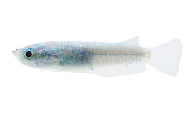 Blue Diamond Medaka Rice Fish :: 42704