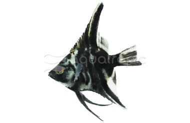 Blue Marble Juvenile Angelfish :: 03035