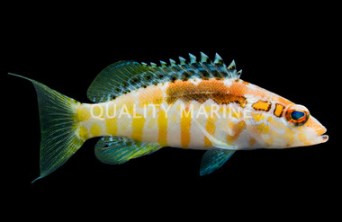 Twinspot Bass Basslet :: 11539