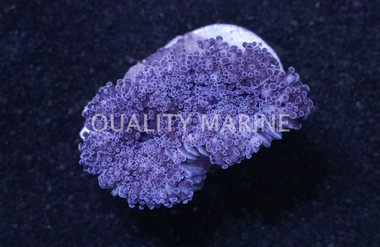 Frogspawn  Branching,  Pink :: 51205