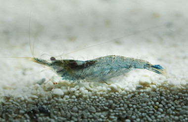 Ninja Shrimp :: 20037