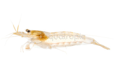 Amano 'Sun Orange' Shrimp :: 55995
