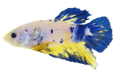 Blue Marble Betta, Male :: 76548