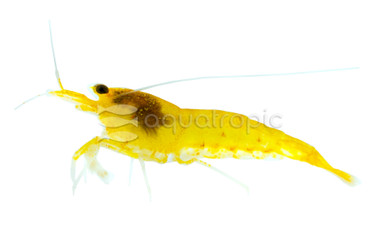 Yellow King Kong Shrimp :: 32112