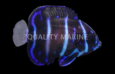 Majestic Blue Girdled Angelfish, Bali Aquarich Juvenile :: 10218