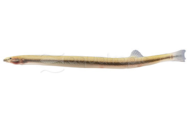 Golden Kuhli Loach :: 43033