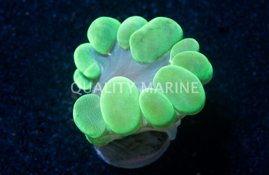Bubble, Large Green :: 83448