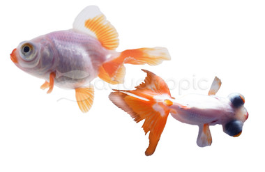 Mixed Butterfly Goldfish :: 31070