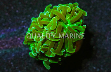Wall Hammer Molten Green :: 30309
