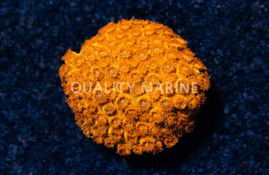 Cyphastrea, Orange Hi-C :: 62295