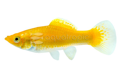 Cremecicle Molly :: 47016
