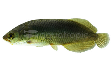 African Arowana :: 06000
