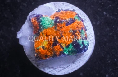 Echinata, Orange/Green Splatter :: 74645