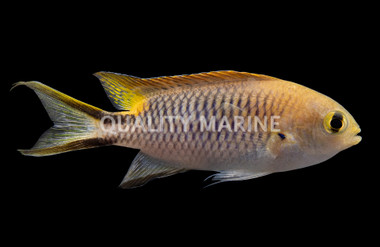 Ternate Chromis :: 15154
