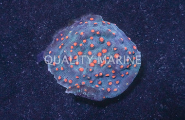Pink Eye Blue Chalice Coral :: 92057