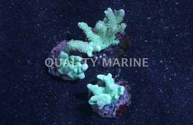 Thick Finger Green, Nano :: 51577
