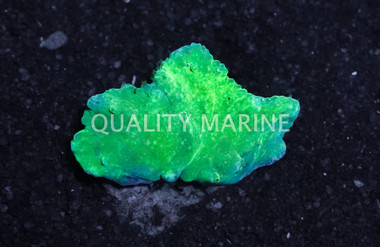 Cabbage, Green, Nano :: 51572