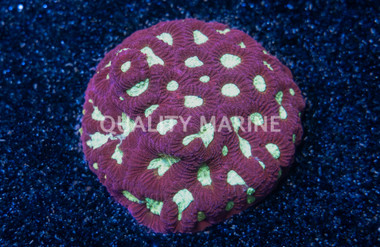 Brain Green Center w/Red Rim Frag :: 35898