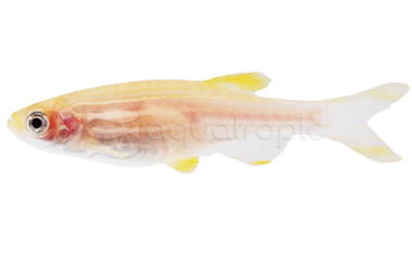 Gold Danio :: 94507